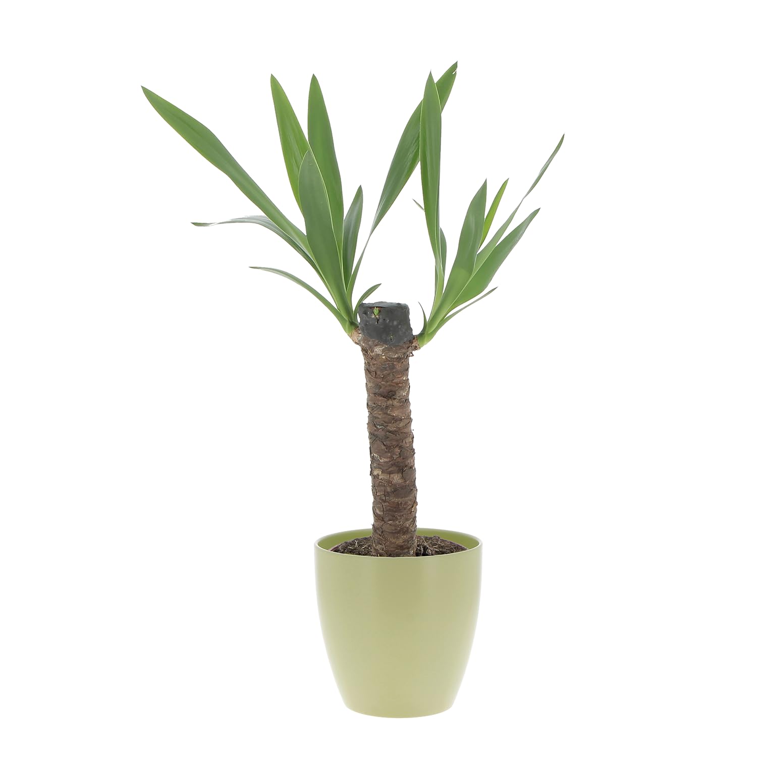 KENTIS - Yucca - Tronchetto della Felicità - Piante Vere Grasse Succulente da Interno - Pianta Ornamentale Resistente da Appartamento - H 50-60 cm Vaso Ø 14 cm