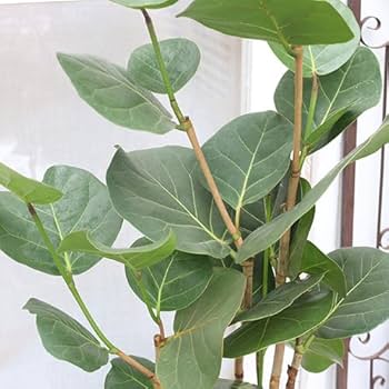 シーグレープ 約1.6メートル 白鉢　現品 楽天市場】シーグレープ 観葉植物の通販