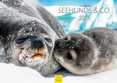 Edition Seidel Premium Kalender Seehunde & Co. 2026 Format DIN A3 Wandkalender Tierkalender Hundsrobben Kegelrobben Ringelrobben Seehund Robbe Heuler Wildtiere