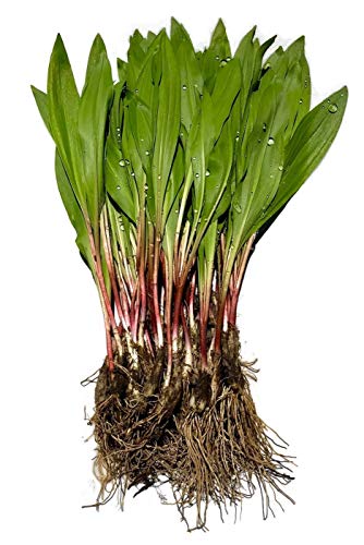 25 Fresh Wild Ramps/Leeks for Cooking or replanting PRE-Order & Save - Arriving May 2020 - Thumbnail 2