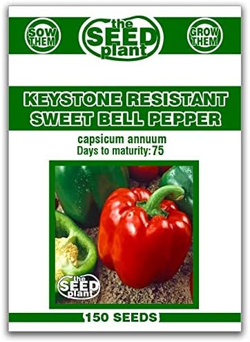 Keystone Resistant Sweet Bell Pepper Seeds 150 Seeds Non-GMO
