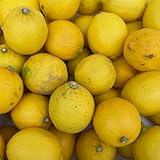 ［訳あり］国産レモン 箱込約2kg以上 福岡県産 凹み有り シワシワ 小さいなど 無農薬防腐剤ワックス不使用 【皮ごと食べれる】 ジューシー果汁たっぷりビタミンC 毎日の健康と美容に フルーツマイスター