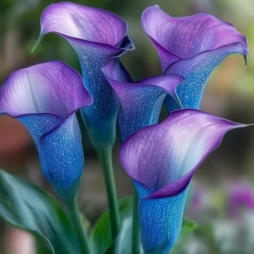 Calla,Piante perenni,Calla pianta vera,resistenti al freddo,Tagliare,Adatto per piante da giardino(non artificiali)-8 bulbi-R