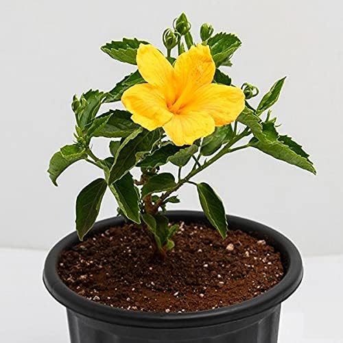 BHAJANLAL GREENERY Live Hibiscus Gudhal Yellow Flower Plant with Pot