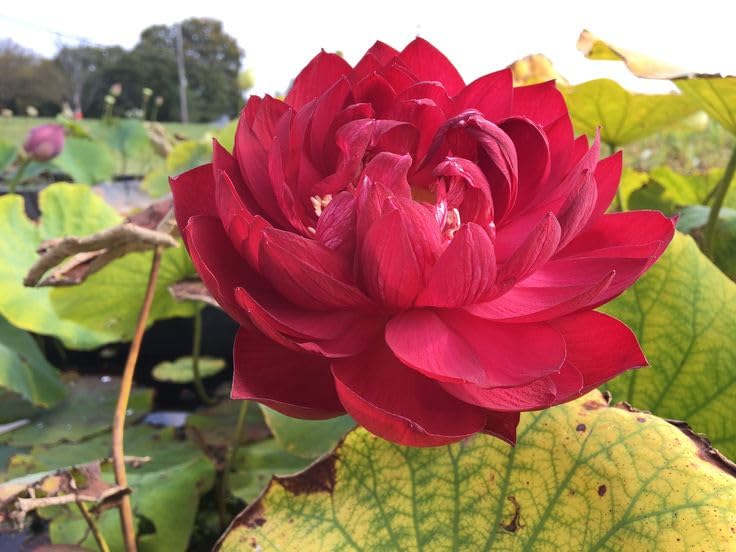 All-Season Organic Hybrid Kaveri Lotus Live Plant | Red Double Blooming Lotus | Healthy Aquatic Flower Plant for Pond, Water Garden & Outdoor | Pack of 1-image-17
