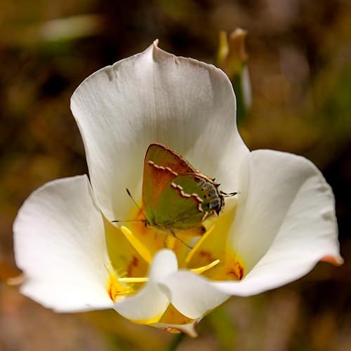Miniatura 4 de Sego Lily 25 Seeds (Calochortus nuttallii) Heirloom - Polinizado abierto