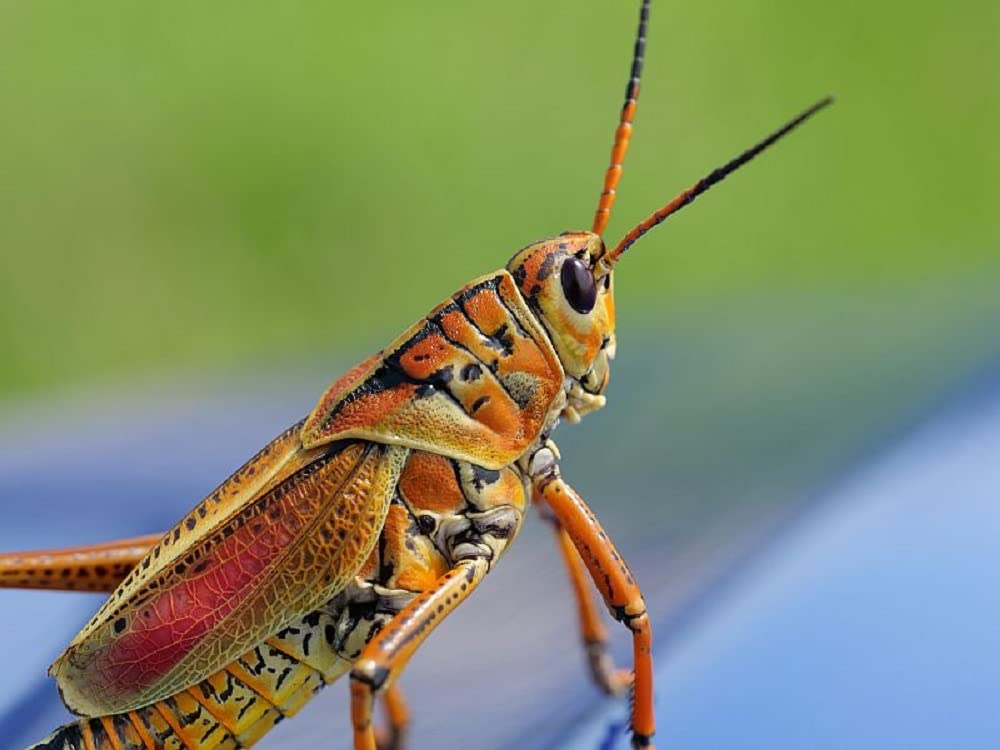 Scatola di sale con verme e cavalletta