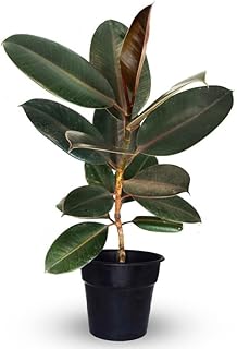 Hariyali Hotspot- Rubber Plant Black with nursery pot Price In India