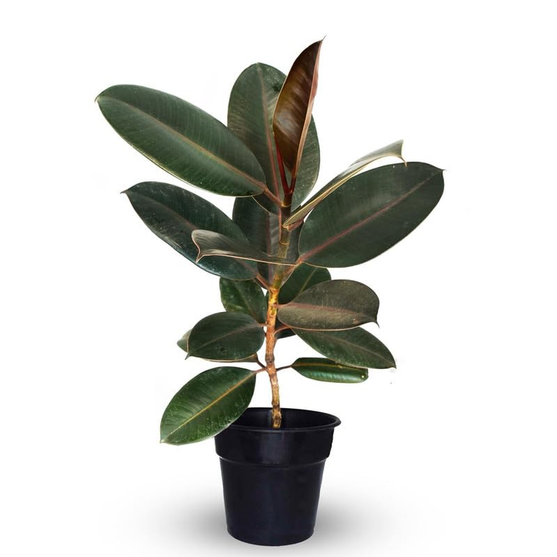 Hariyali Hotspot- Rubber Plant Black with nursery pot - Review, Price and Buying Guide