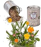 Semillas en lata. Prado para mariposas. Semillas de flores silvestres de colores mezclados, prado de flores. Prado de semillas de margaritas y flores silvestres.