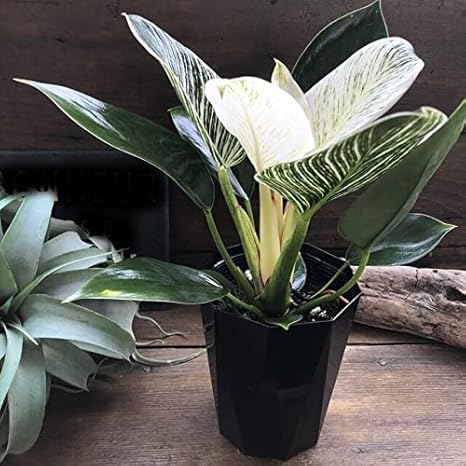 Amazon バーキン 希少 フィロデンドロン 観葉植物 斑入り 観葉植物 オンライン通販