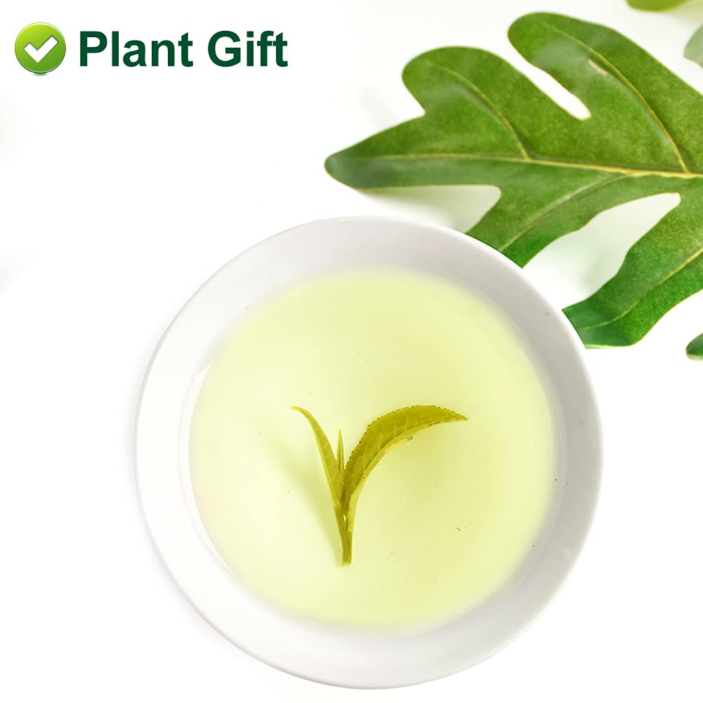 Plant Gift Jasmine Dragon Pearls 130G/4.58oz 龙珠茶 Té verde hoja suelta, perlas de jazmín té dragón bola, mejor té de jazmín, té oolong