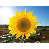 Sonnenblume (Helianthus annuus) 50 Samen