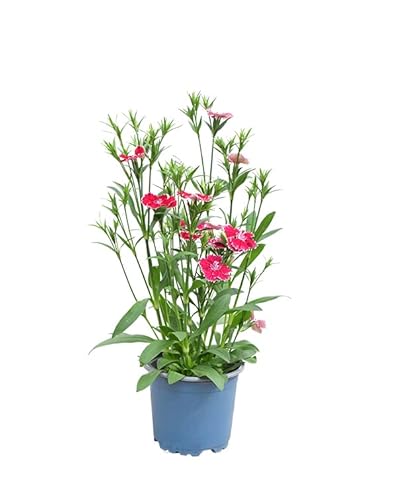 Clavel Chino - Planta Natural - Planta de Exterior Resistente - Apta para Principiantes