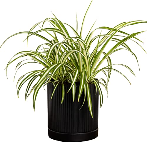 Greendigs Spider Plant in Black Ceramic Fluted 5 Inch Pot - Low-Maintenance Houseplant, Pre-Potted with Premium Soil