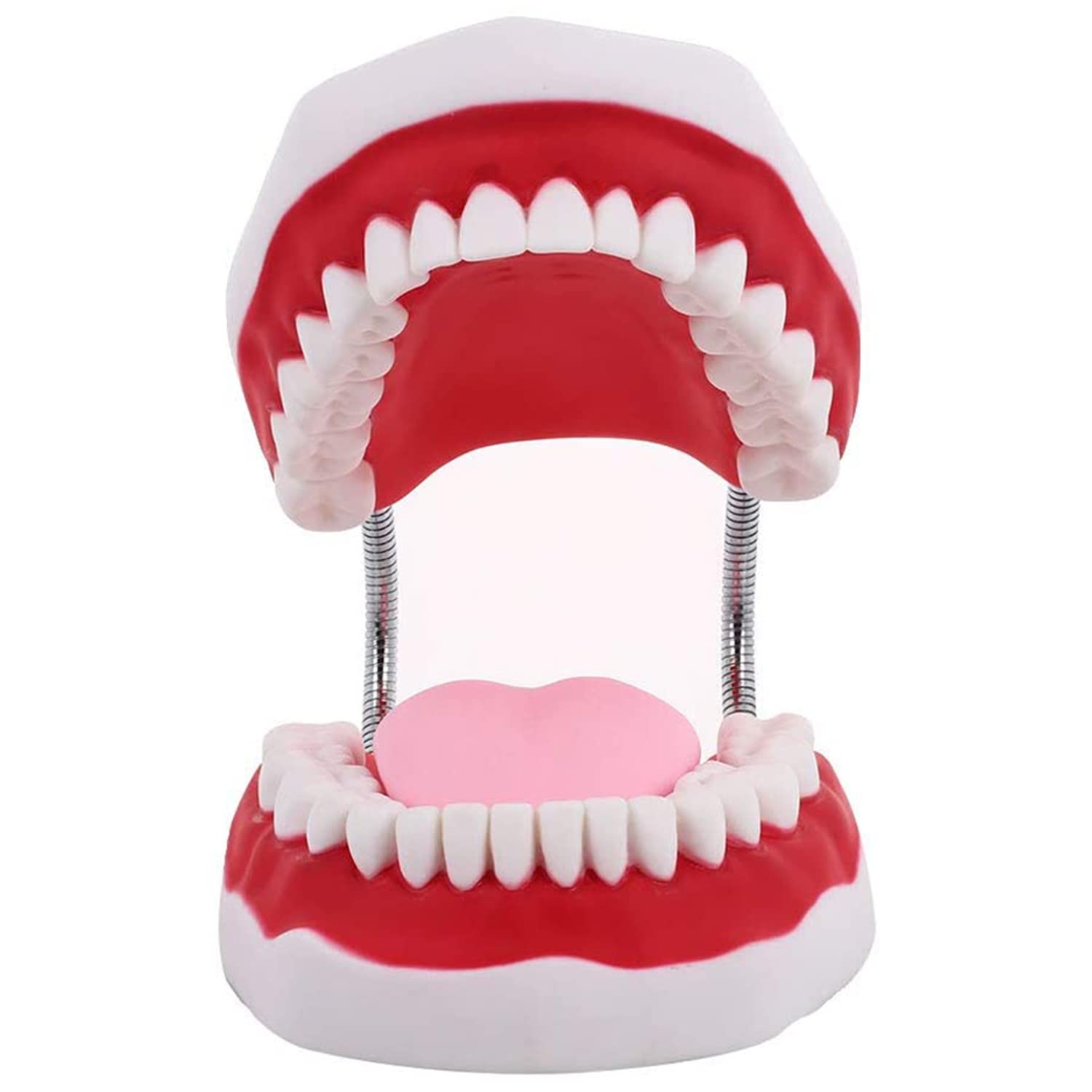 Larga Modello anatomico di Denti dentali, Typodont Modello Standard per Denti per Adulti Dentista Insegnamento dell'igiene Orale Modello per la Cura dei Denti