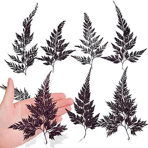 Hojas de helecho prensadas naturales para manualidades 42 pcs miniatura 1
