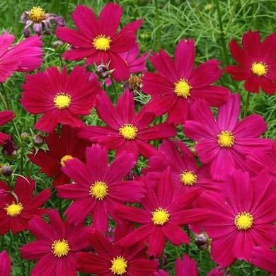 Non GMO Bulk Cosmos Seeds - Dwarf Dazzler Red. Cosmos bipinnatus (10 lbs)