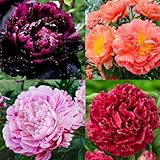 300+ Perennial Peony Flower Seeds for Planting Outdoor-Attracts Bees&Butterflies Fragrant Butterfly Non-GMO Heirloom Seeds