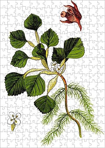 Media Storehouse 252 Piece Puzzle for Adults of Water Caltrop ,Also Known as Buffalo nut, bat nut (18434127)