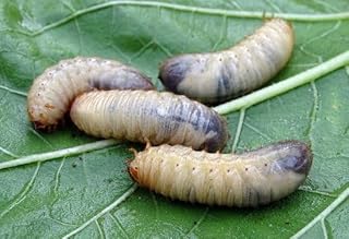 Ferrarium-Nematoden gegen Lederjacken für 20M2 Rasen - 10 Millionen Nematoden