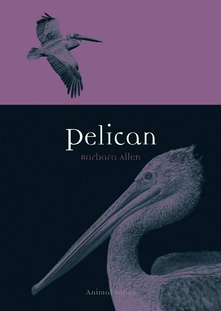 Pelican (Animal)