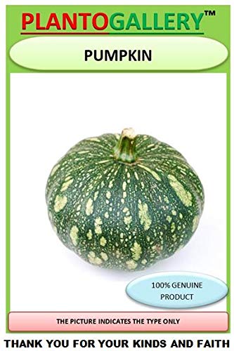 Plantogallery™ Vegetable Seeds | pumpkin long F1 Hybrid Organic Seeds for Pot & Home Garden | pack of 1 pkt 20 – 30 Seeds each (B085CDWF82) Amazon Price History, Amazon Price Tracker