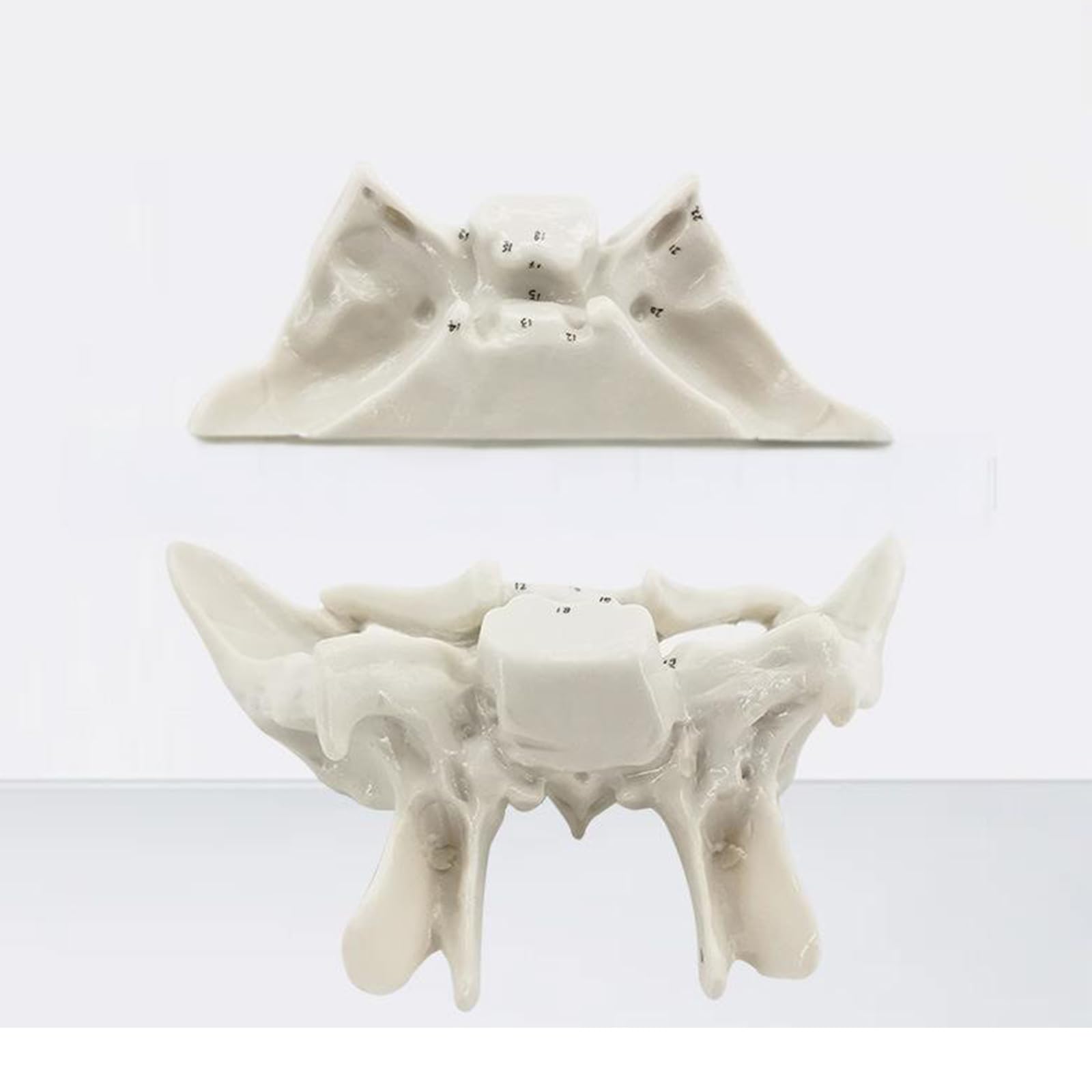 Menschliches Skelettmodell für Anatomie Ethmoidknochenmodell Lehrhilfe Praktische Temporal Bone Krankenhausbedarf Menschliche Temporal für Anatomie Skelett Medizin Lehrbedarf