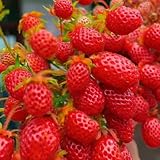 fresa silvestre silvestres semillas de Fragaria vesca resistentes jardín de resistentes Camas elevadas 400pcs