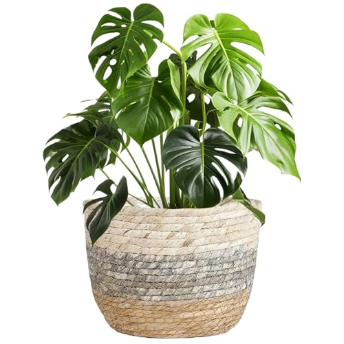 CGTQROVR Cesta de sembrador de Mimbre Cesta de Planta Tejida de 8.7 Pulgadas con plantador Decorativo de Revestimiento Interior Impermeable Ideal para Plantas decoración del hogar Interior