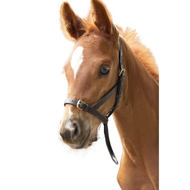 Shires Havana Blenheim - Zapatos de Piel para Potros