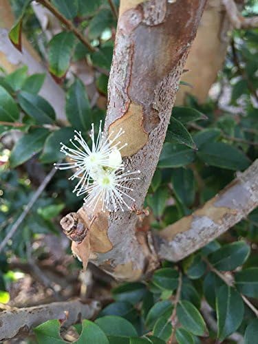 Miniatura 2 de Jaboticaba Myrciaria Cauliflora Sabara Planta de semillero de uva brasileña Árbol frutal en maceta Jabuticaba