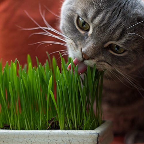 Katzengras Saatgut : 1 Beutel je 25g Katzengras Samen für 10 Töpfe fertiges Katzengras – Natürliche Katzen Leckerlies – Pflanzen Samen – Grassamen – Samen für Katzengras – Gras Katze – PRETTY KITTY