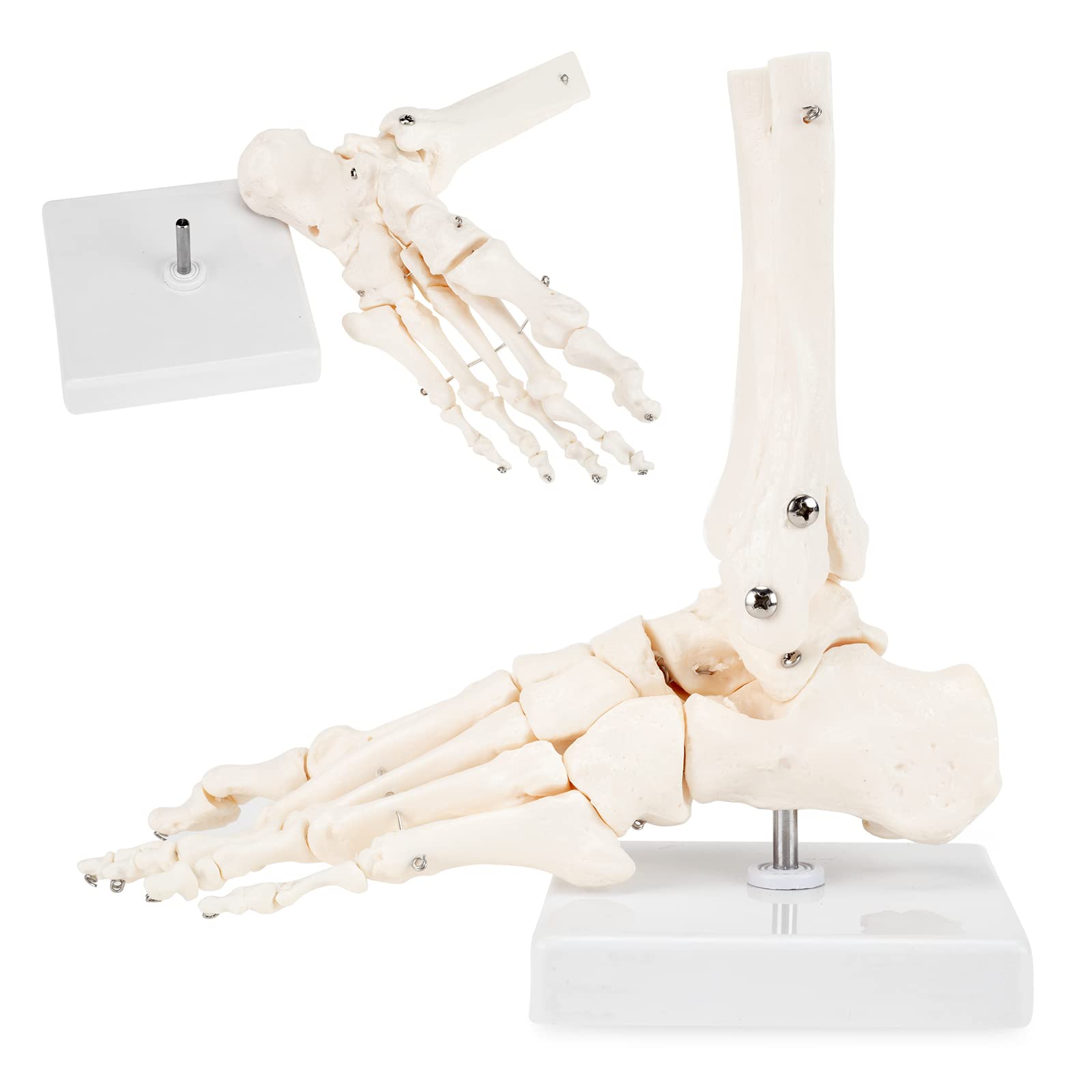 SKUMOD Human Foot Skeleton Model, Life Size Foot Bone Model with Tibia and Fibula, Life Size Foot Skeleton Model, Fully Articulated, for Display Research Study