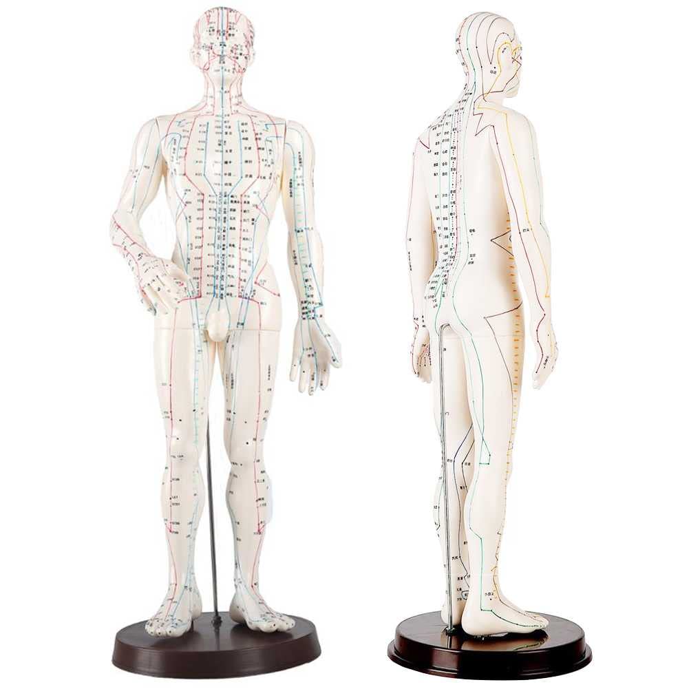 Mannequin d'acupuncture avec marquages précis des méridiens sur châssis stable