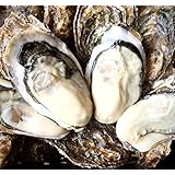 【北海道 厚岸名産 生牡蠣 殻付き牡蠣 LLサイズ 10個 (120g～150g/1個) 軍手・カキナイフ付】 満天☆青空レストランでご紹介された厚岸の極上殻付き牡蠣！お取り寄せ ギフト 生かき 生がき 生ガキ 真牡蠣 生食用 かき カキ (殻付き牡蠣 10個)