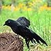 Fashionwu Halloween Decoration Realistic Black Crows Handmade Crow Prop Feathered Raven Scene Birds - 5.9in