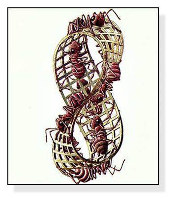 Amazon.co.jp: ポスター MC エッシャー メビウスの輪 : ホーム＆キッチン