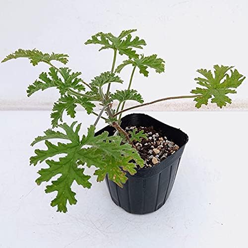 ニオイゼラニウム ローズ ローズゼラニウム 3 3 5号 3株セット バラ系の香り ハーブゼラニウムの苗 Diy 工具 ガーデン