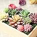 Augshy Artificial Succulents, 16 Pack Fake Succulents Plants Artificial Small Fake Plants Faux Succulents Unpotted for Lotus Landscape Decorative Garden Arrangement Decor