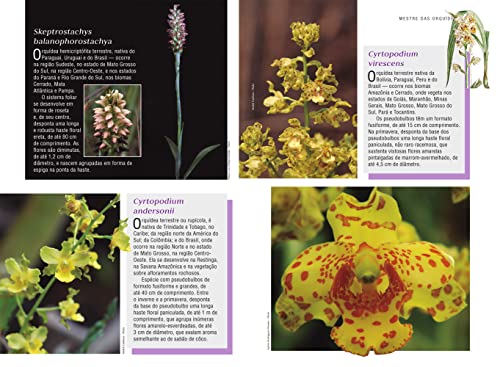 Mestre das Orquídeas - Volume 5: Orquídeas de Sol