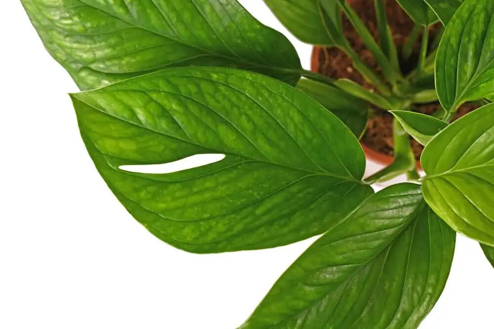 monstera deliciosa mint variegated Monstera Full Mint variegated aka. Borsigiana Thailand TC Plantlet *Preorder* 2-Pack In Vitro ($66 ea.) main image 0