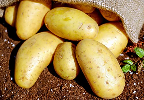 TomorrowSeeds - Yukon Gold Seed Potatoes - USDA Certified for Growers Tuber Yellow Skin New Potato Garden Growing Planting Vegetable Seed 2026-1 Pound
