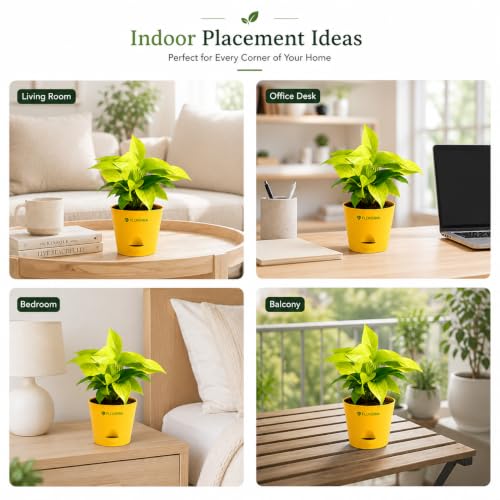 Image of Golden Money Plant Indoor Live Plant with Self Watering Pot | Lucky Vastu Air Purifying Houseplant for Home, Office, Living Room, Balcony & Home Decor Gift