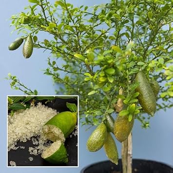 100Pcs Green Finger Lime Fruit Seeds