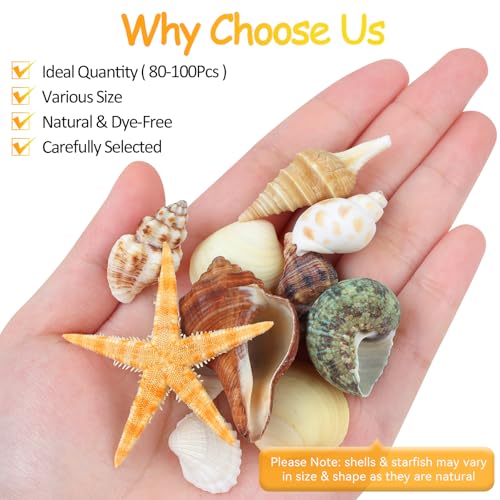 80+ Pcs Natural Seashells, Mixed Starfish Sea Shells for Crafts, Various Sizes Ocean Shells Conch for Decorating, Beach Theme Party, DIY Crafts, Fish Tank Filling, Home Decor, Wedding Decoration