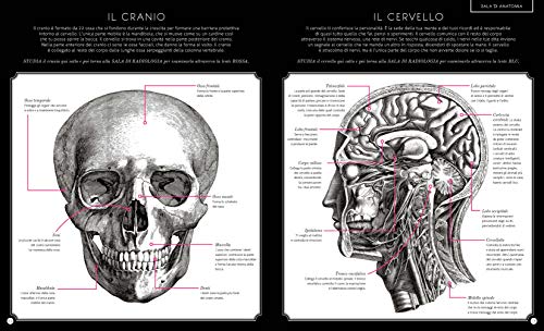 Il Corpo Umano. Scheletro, Muscoli E Organi: Un Caleidoscopio Di Colori. Ediz. A Colori - 6