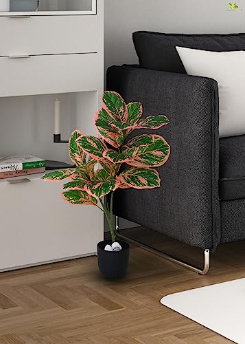 Image of Blooming Floret Artificial Aglaonema Creta Plant 74.9 cm Tall | with Basic Black Pot | 24 Leaves | Big Ornamental Plant for Interior Decor /Home Decor /Office Decor /Gifting | Indoor Plant | Durable