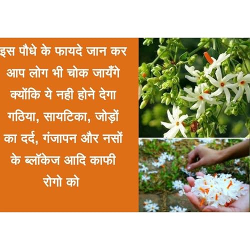 Image of GROWHEAVEN Indoor Outdoor Live Flowring Harsingar Parijat Plant With Medicinal Health And Bloomig Quailty With Plastic Pot Home & Garden Decore (HARSINGAR FLOWER PLANT)