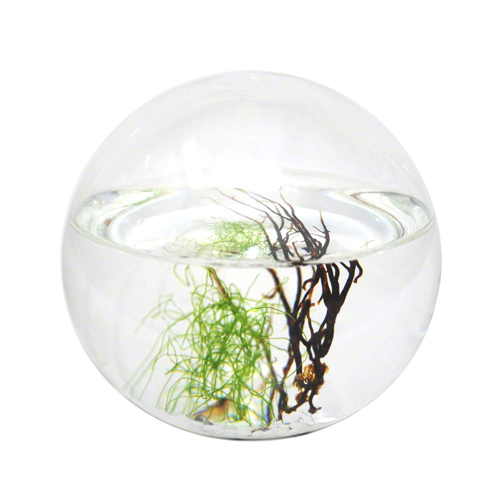 EcoSphere geschlossenes Aquatisches Ökosystem, Kugel 10cm